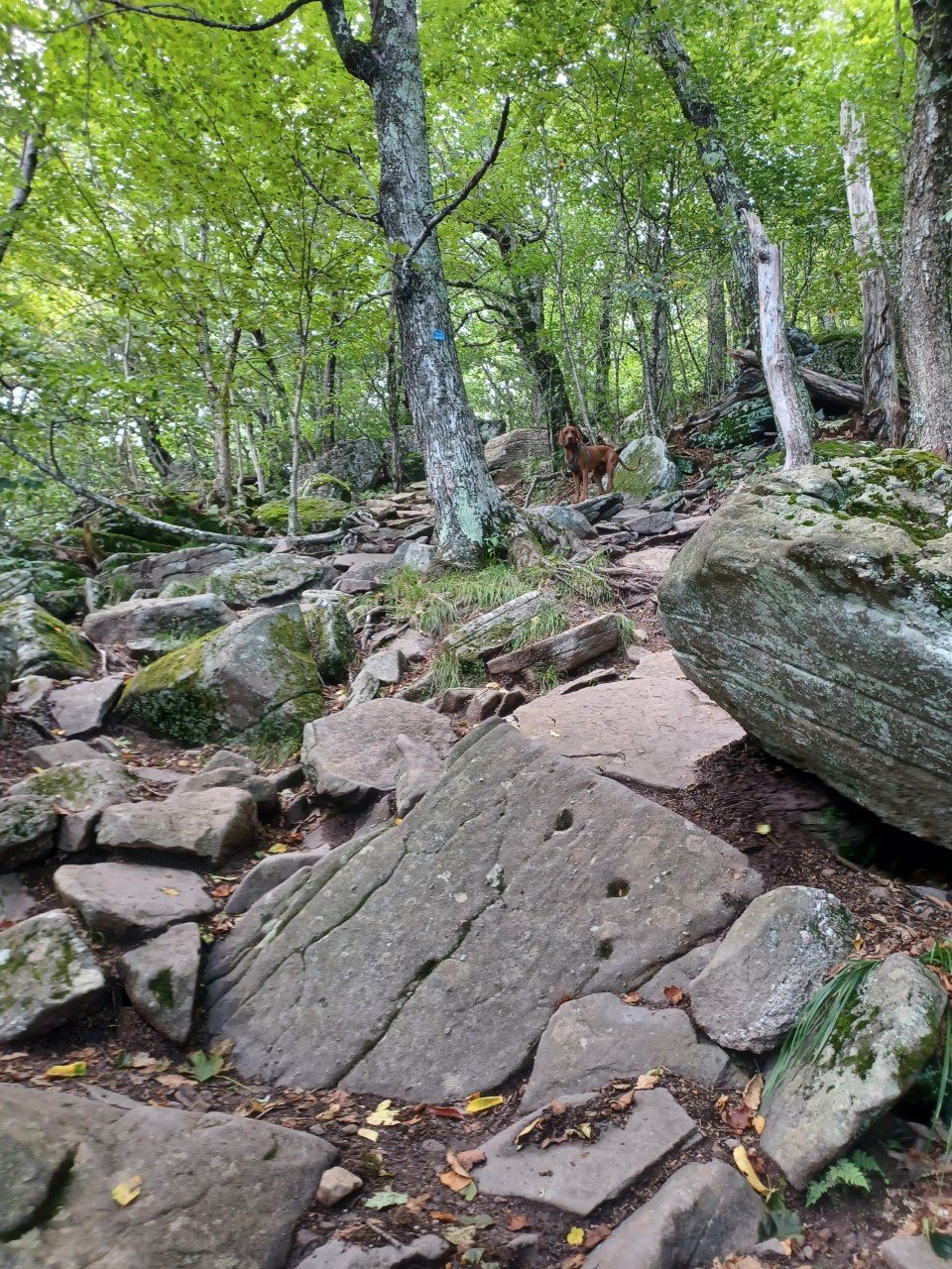 Towards the top of Giant Ledge trail, rock faces make the hike more challenging.